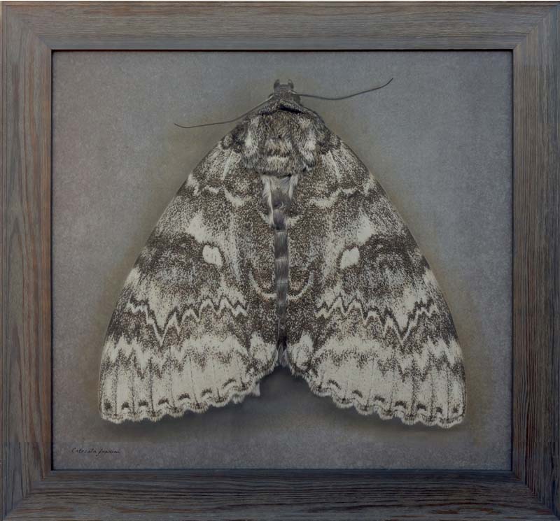 Kate_Breakey,_Catocala_fraxini,_2024,_Catherine_Couturier_Gallery