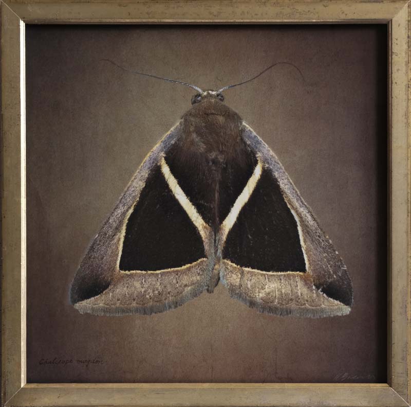 Kate_Breakey,_Chalciope_mygdon,_2025,_Catherine_Couturier_Gallery