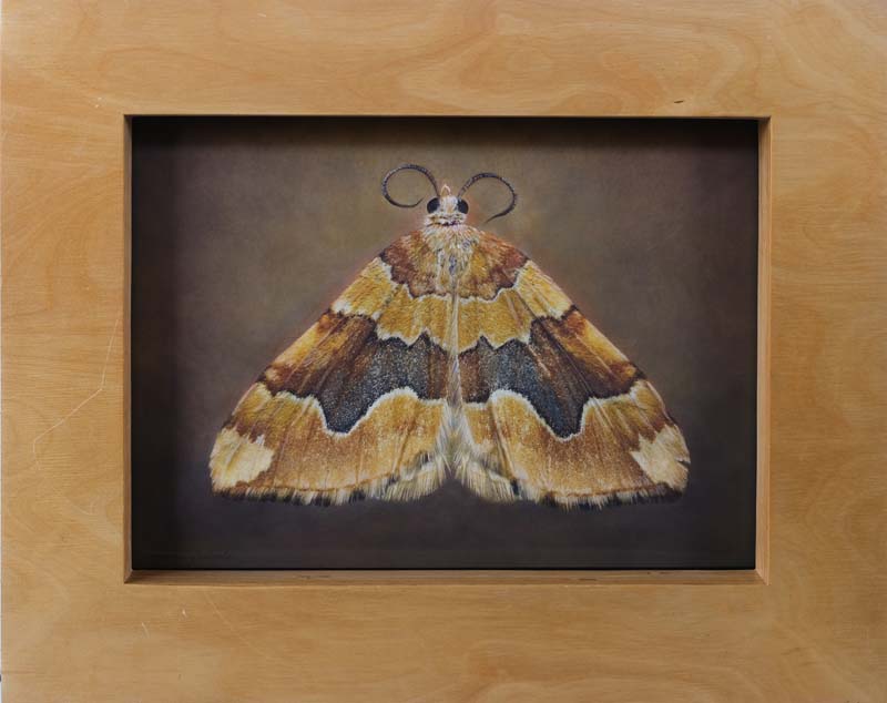 Kate_Breakey,_Cidaria_fulvata,_2025,_Catherine_Couturier_Gallery