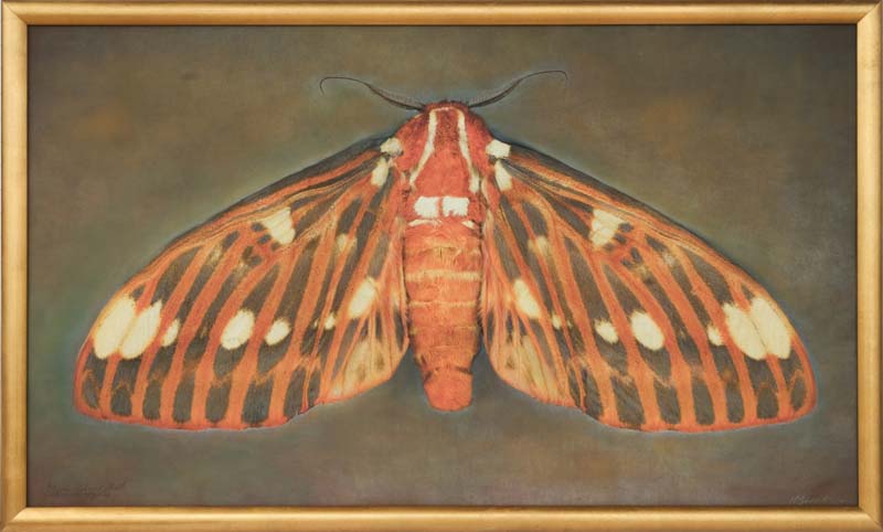 Kate_Breakey,_Citheronia_regalia,_Royal_Walnut_Moth,_2025,_Catherine_Couturier_Gallery