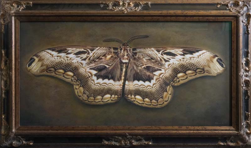 Kate_Breakey,_Dactyloceras_lucina,_2025,_Catherine_Couturier_Gallery