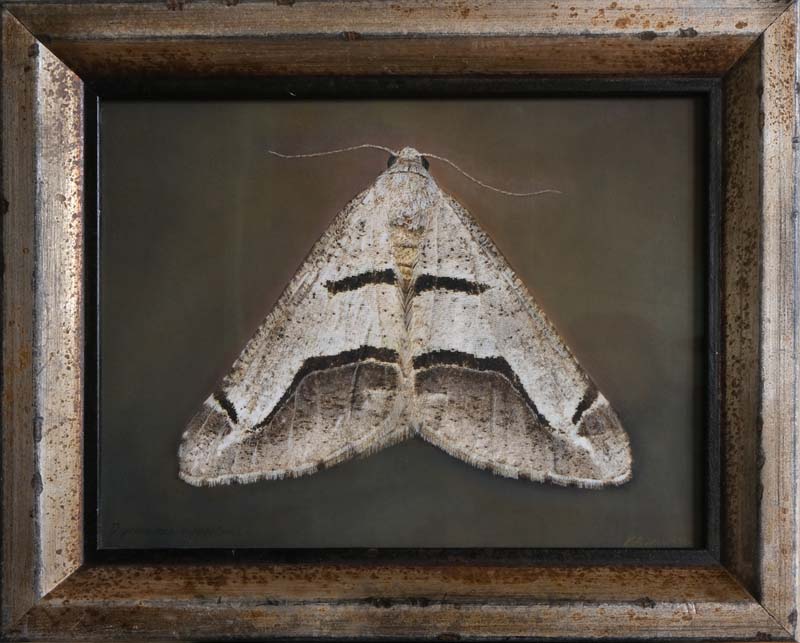 Kate_Breakey,_Digrammia_tancrearia,_2025,_Catherine_Couturier_Gallery