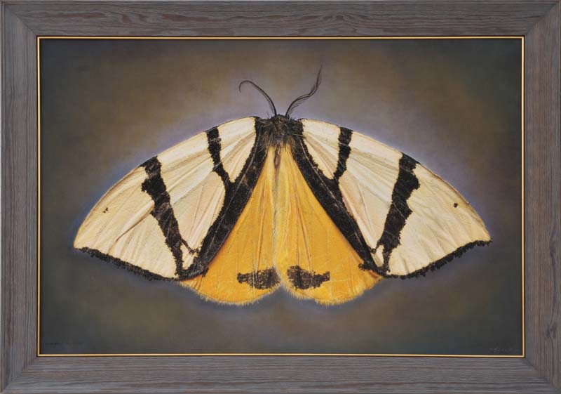 Kate_Breakey,_Erebidae_Numenes,_2025,_Catherine_Couturier_Gallery