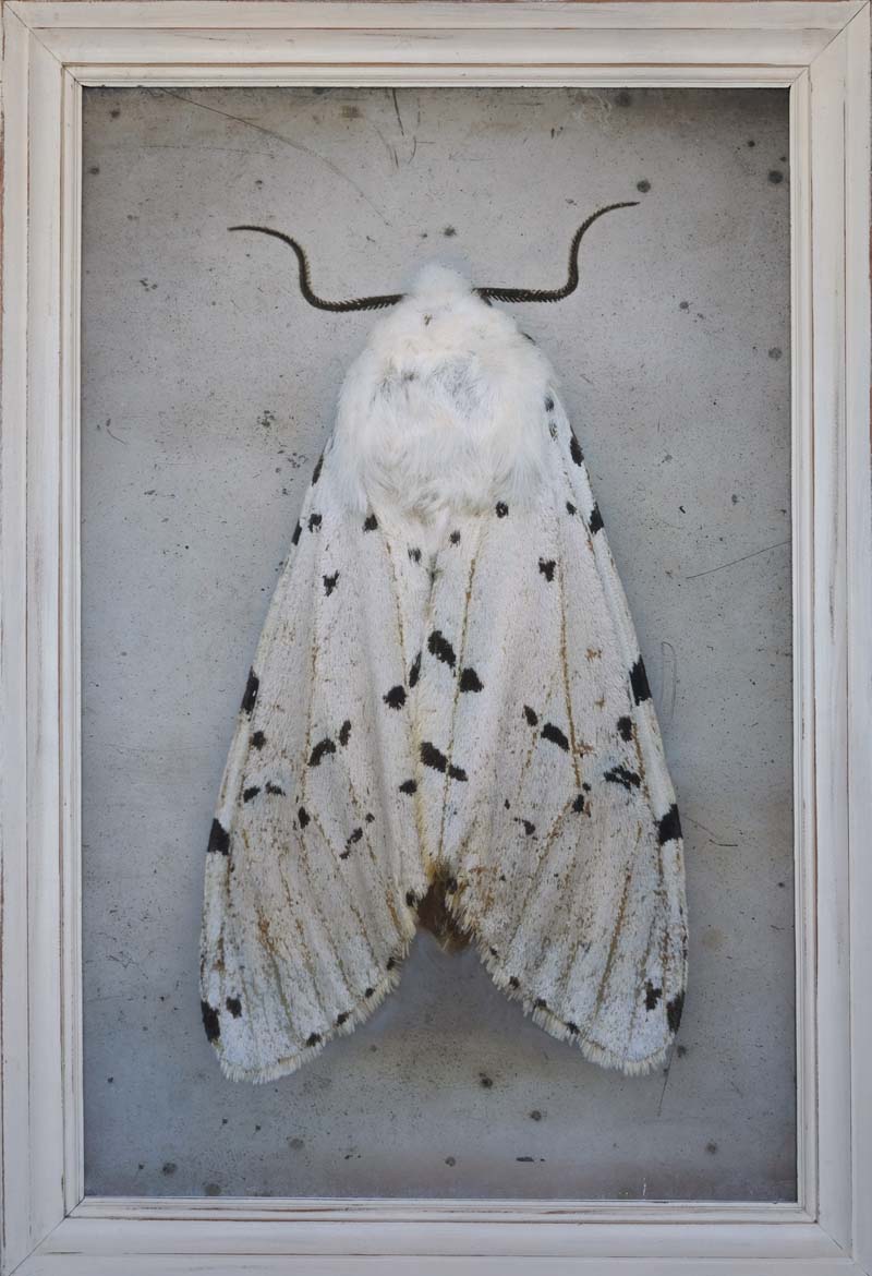Kate_Breakey,_Estigmene_acrea,_Salt_Marsh_Tiger_Moth,_2024,_Catherine_Couturier_Gallery