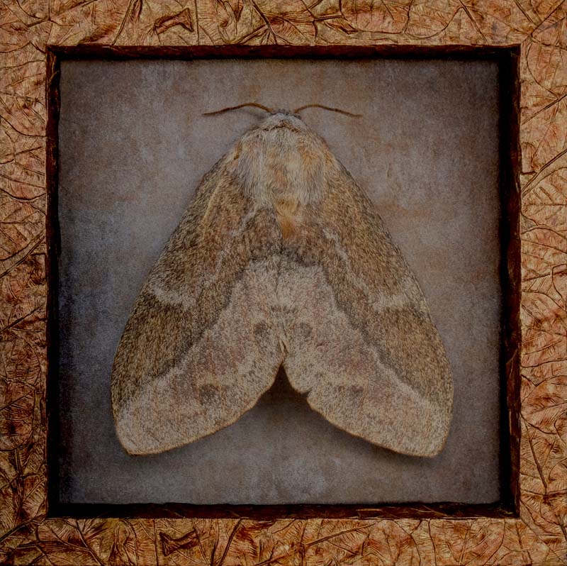 Kate_Breakey,_Eutricha_capensis,_2024,_Catherine_Couturier_Gallery