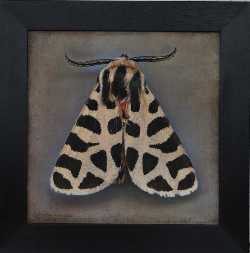Kate_Breakey,_Grannia_incorrupta,_Pink_Tiger_Moth,_2025,_Catherine_Couturier_Gallery