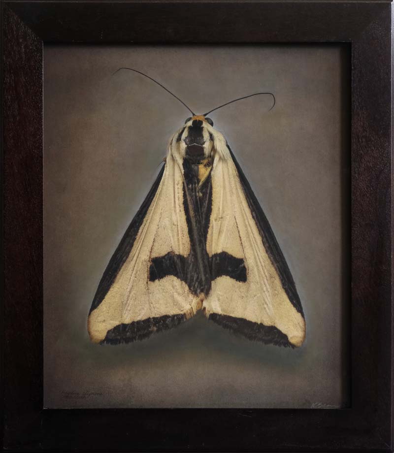 Kate_Breakey,_Haploa_clymene,_Cross_Moth,_2024,_Catherine_Couturier_Gallery