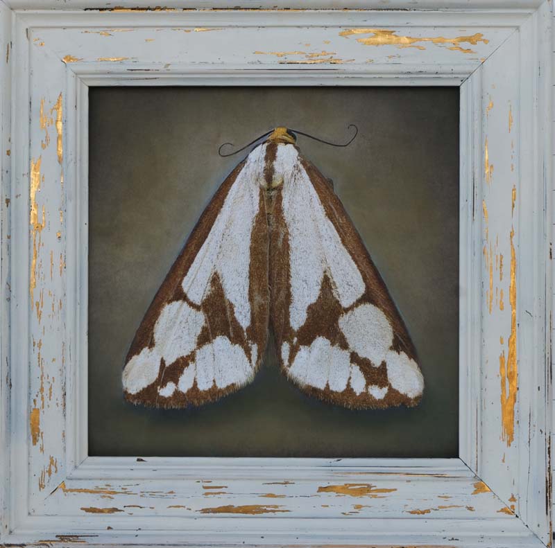 Kate_Breakey,_Haploa_confusa,_2024,_Catherine_Couturier_Gallery