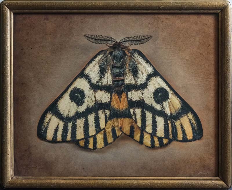 Kate_Breakey,_Hemileuca_nuttalli,_Sheep_Moth,_2024,_Catherine_Couturier_Gallery