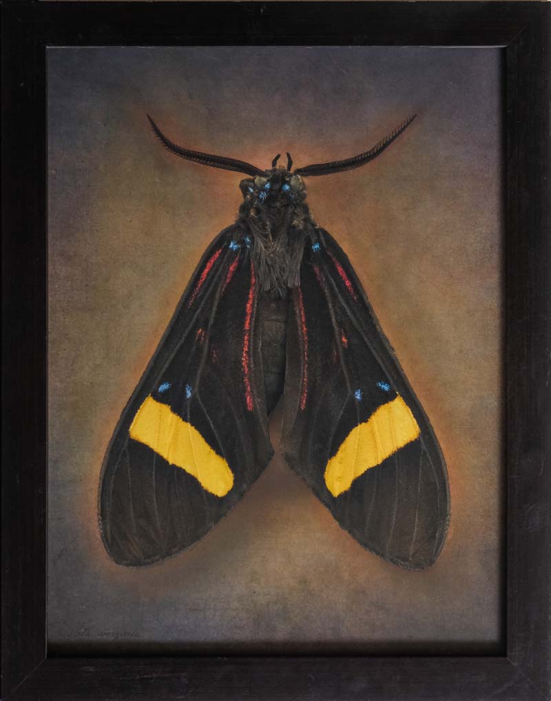 Kate_Breakey,_Histioea_amazonia,_2025,_Catherine_Couturier_Gallery