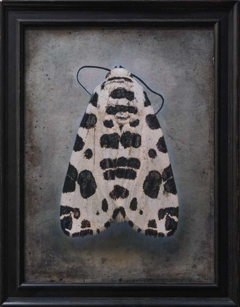 Kate_Breakey,_Hypercompe_permaculata,_2025,_Catherine_Couturier_Gallery