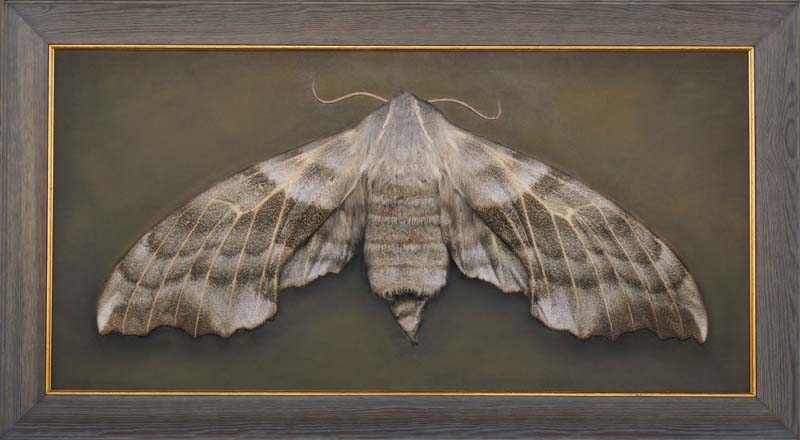 Kate_Breakey,_Loathoe_amurensis,_2025,_Catherine_Couturier_Gallery