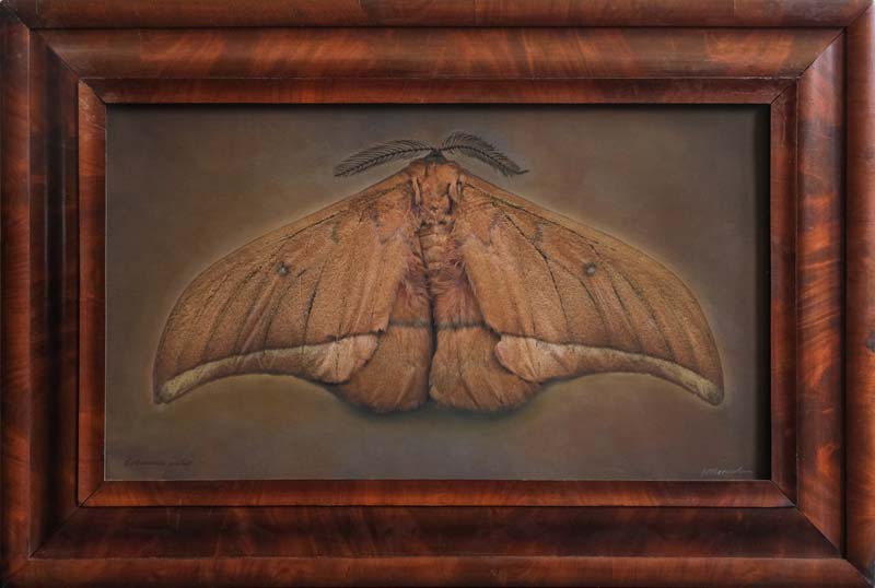 Kate_Breakey,_Lobobunaea_acetes,_2025,_Catherine_Couturier_Gallery