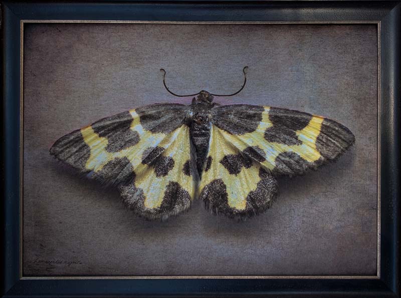 Kate_Breakey,_Lomaspilis_nigrita,_2024,_Catherine_Couturier_Gallery