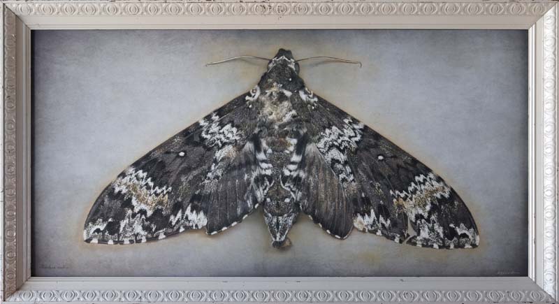 Kate_Breakey,_Maduca_rustica,_2024,_Catherine_Couturier_Gallery