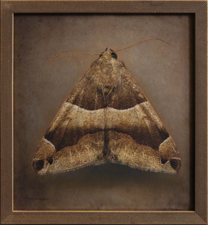 Kate_Breakey,_Mocis_mayeri,_2025,_Catherine_Couturier_Gallery