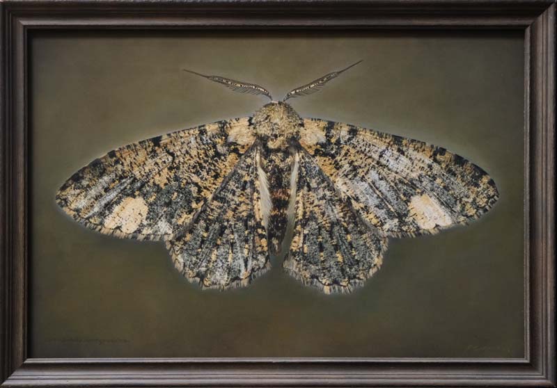 Kate_Breakey,_Ophthalmitis_xanthypochlora,_2025,_Catherine_Couturier_Gallery