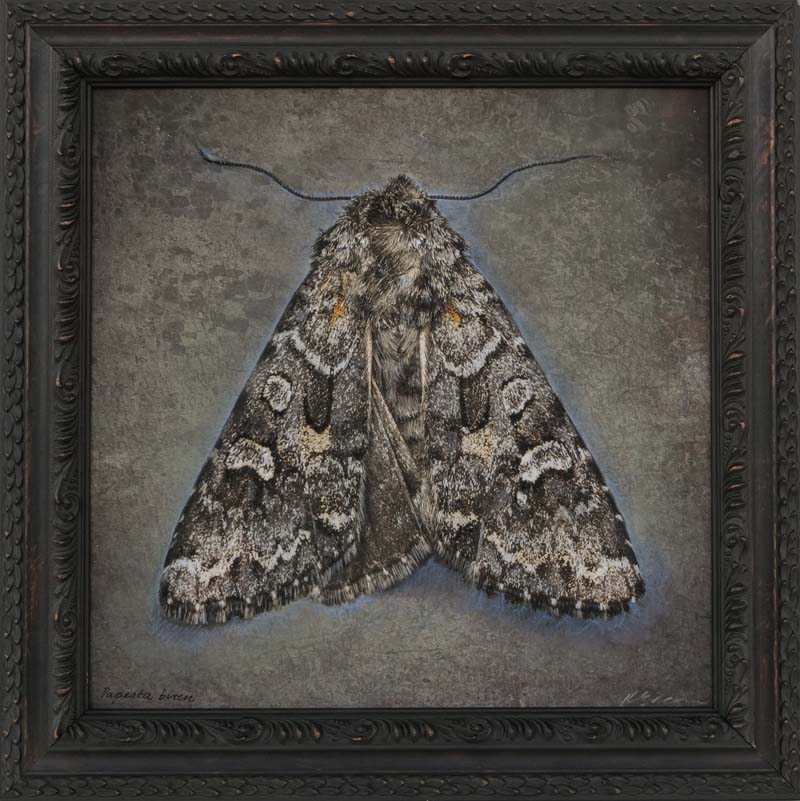 Kate_Breakey,_Papesta_biren,_2024,_Catherine_Couturier_Gallery