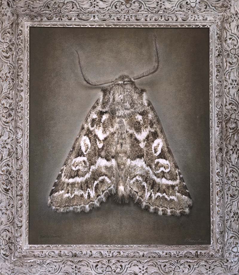 Kate_Breakey,_Phoebophilus_amoenus,_2024,_Catherine_Couturier_Gallery