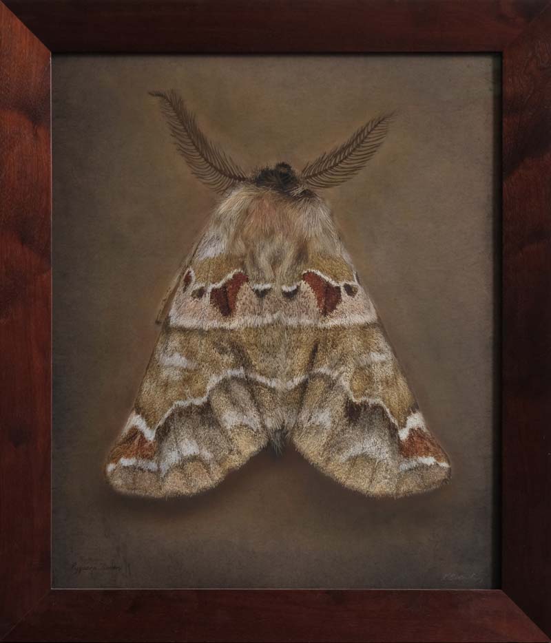 Kate_Breakey,_Pygaera_timon,_2025,_Catherine_Couturier_Gallery