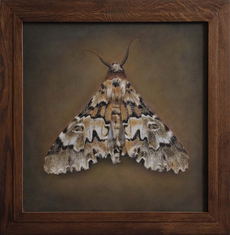 Kate_Breakey,_Thiacidas_schausi,_2025,_Catherine_Couturier_Gallery