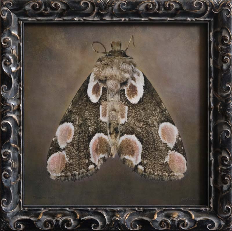 Kate_Breakey,_Thyatira_batis,_2025,_Catherine_Couturier_Gallery