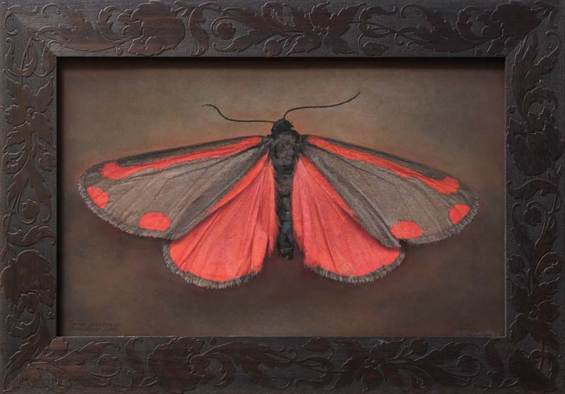 Kate_Breakey,_Tyria_jacobaeae,_2025,_Catherine_Couturier_Gallery