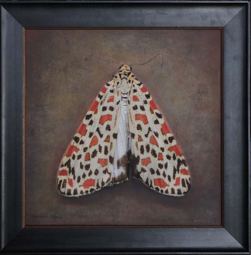 Kate_Breakey,_Utetheisa_lotrix,_2024,_Catherine_Couturier_Gallery