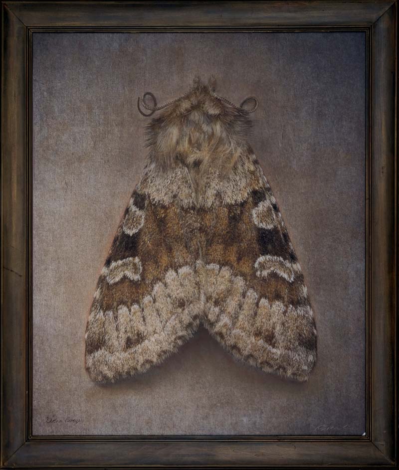 Kate_Breakey,_Xestia_lorezi,_2024,_Catherine_Couturier_Gallery