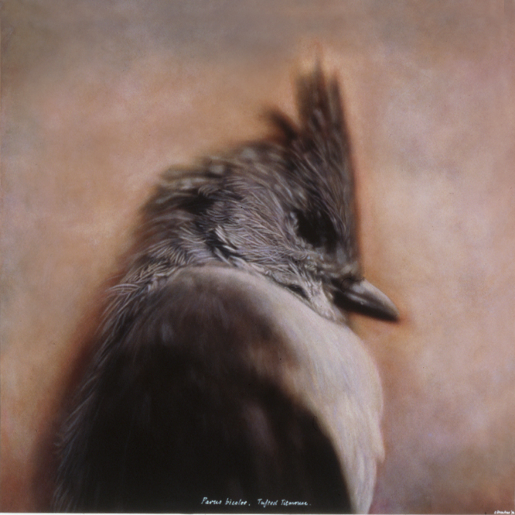 Parus Bicolor, Tufted Titmouse, 1995/1996, Kate Breakey, Catherine Couturier Galley