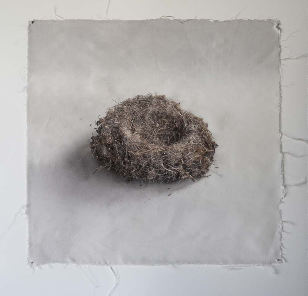 Kate Breakey, Nest 6, Catherine Couturier Gallery