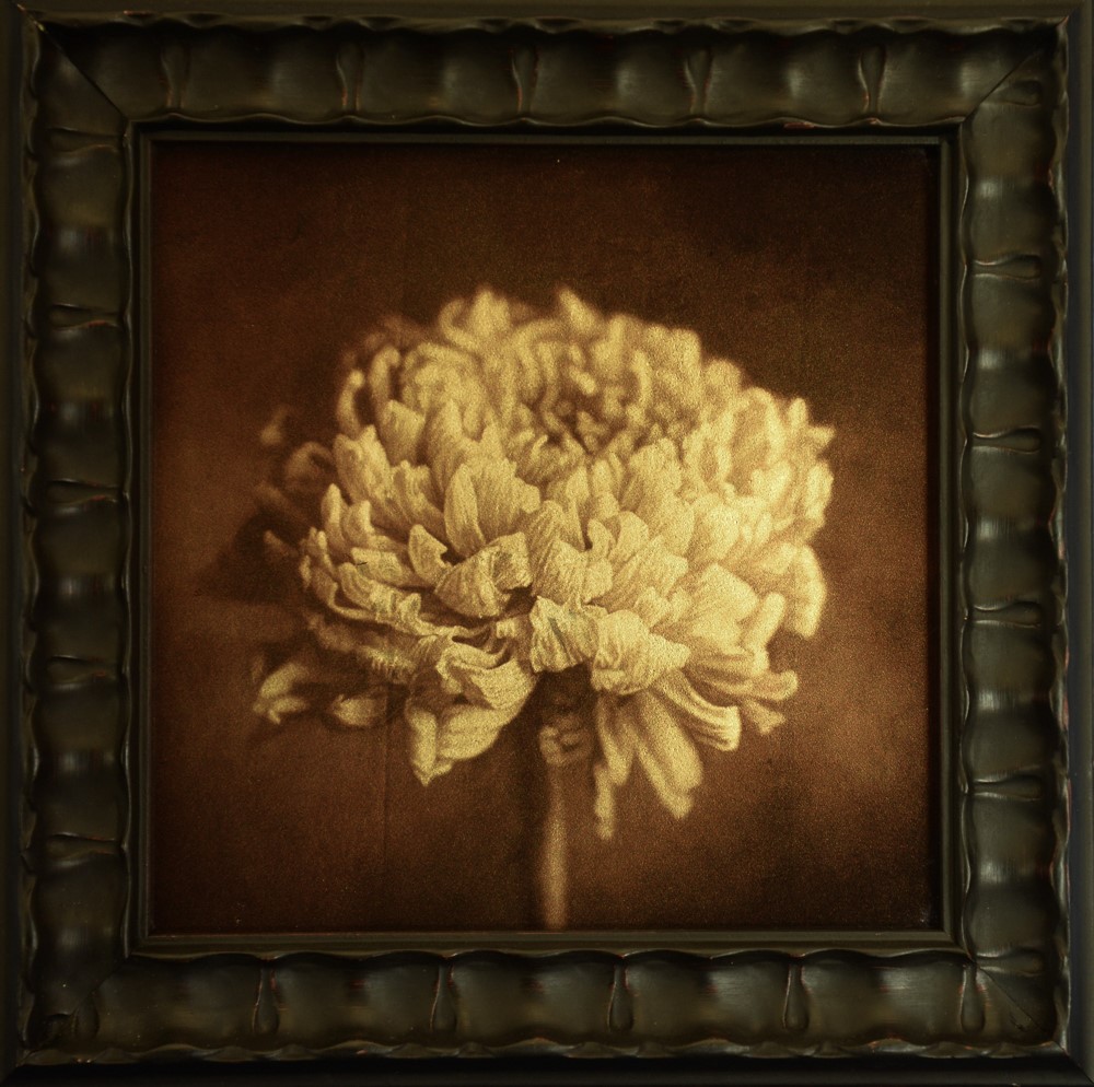 Kate Breakey, Chrysanthemum