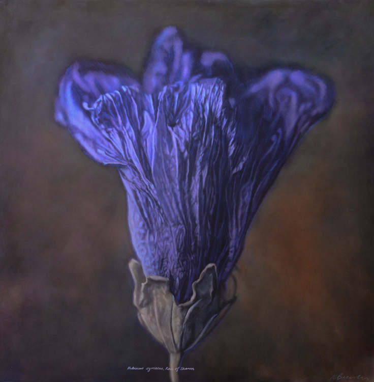 Kate Breakey, Hibiscus syriacus, Rose of Sharon Althaea, Silver Gelatin photograph, hand-colored with oils & pencils