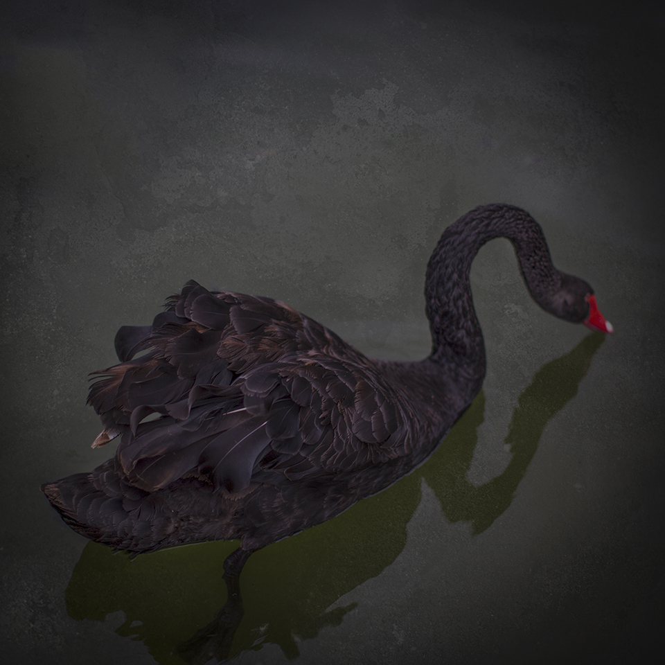 Keith Carter Black Swan