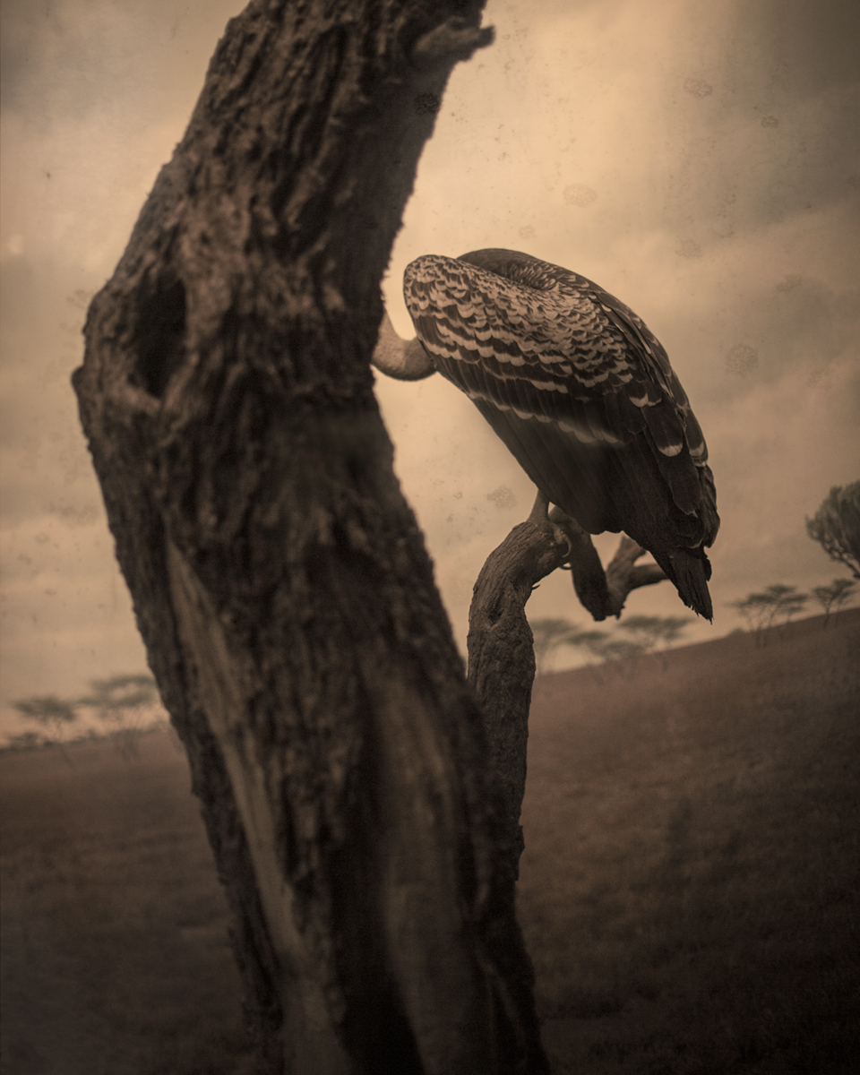 Keith Carter Vulture