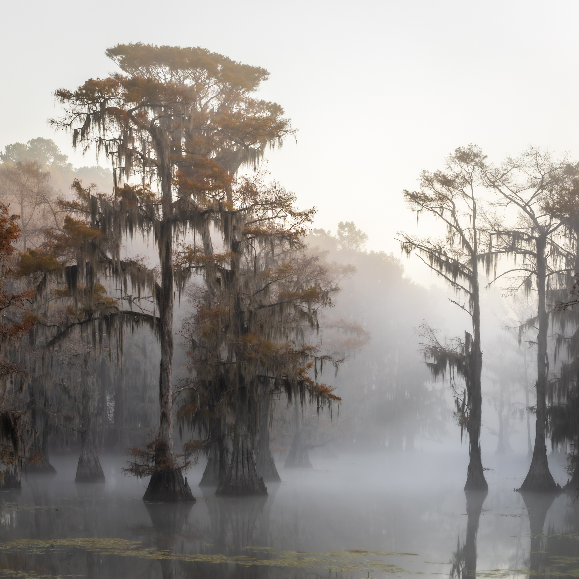 Mabry Campbell, Bald Cypress In Mist No. 6, 2020, Catherine Couturier Gallery