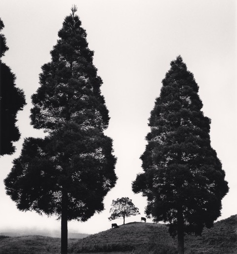 Michael_Kenna,_Akaushi_and_Trees,_Kumamoto,_Kyushu,_Japan,_2024,_Catherine_Couturier_Gallery