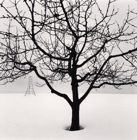 Michael_Kenna,_Cherry_Tree_and_Pruning_Ladder,_Hokkaido,_Japan,_2024,_Catherine_Couturier_Gallery