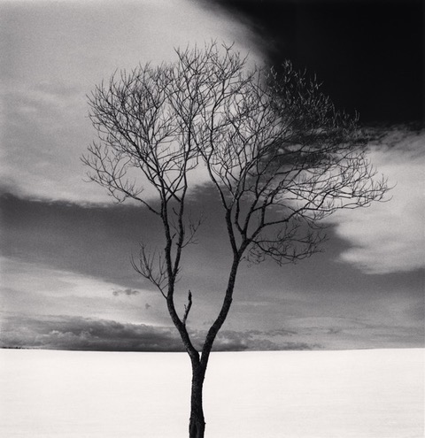 Michael_Kenna,_Onishi_Tree,_Study_3,_Hokkaido,_Japan,_2024,_Catherine_Couturier_Gallery