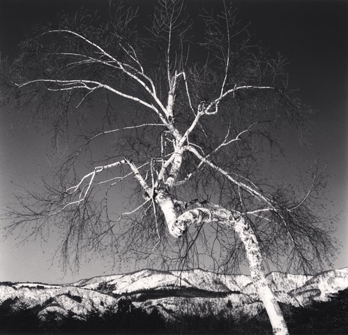 Michael_Kenna,_Shirakaba_and_Mountains,_Nagano,_Honshu,_Japan,_2024,_Catherine_Couturier_Gallery