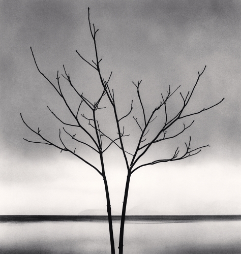 Bare Tree, Toya Lake, Hokkaido, Japan, Catherine Couturier Gallery