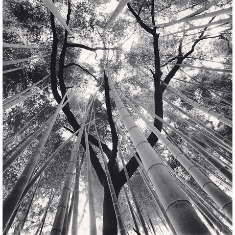 Michael_Kenna,_Bamboo_and_Pine_Tree,_Gochang,_Jeollabuk-do,_South_Korea,_2024,_Catherine_Couturier_Gallery