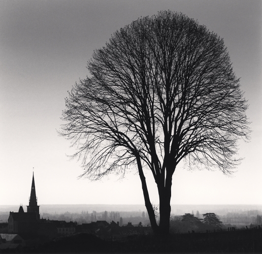 Olivia's Tree, Study 2, Bourgogne, France, Michael Kenna, Catherine Couturier Gallery