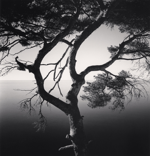 Swirling Tree, Deia, Mallorca, Spain, Catherine Couturier Gallery