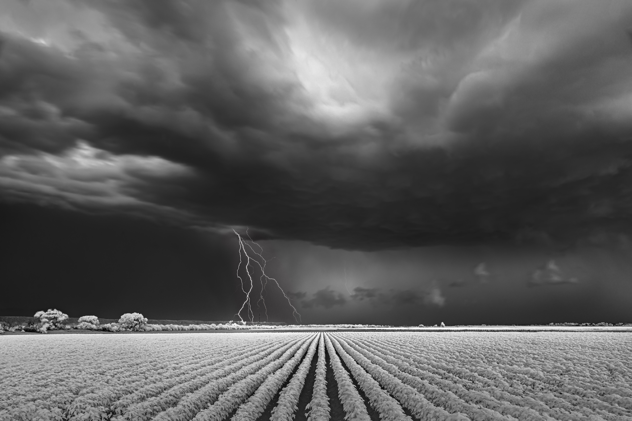 Mitch Dobrowner, Lightning/Cotton Field, Catherine Couturier Gallery