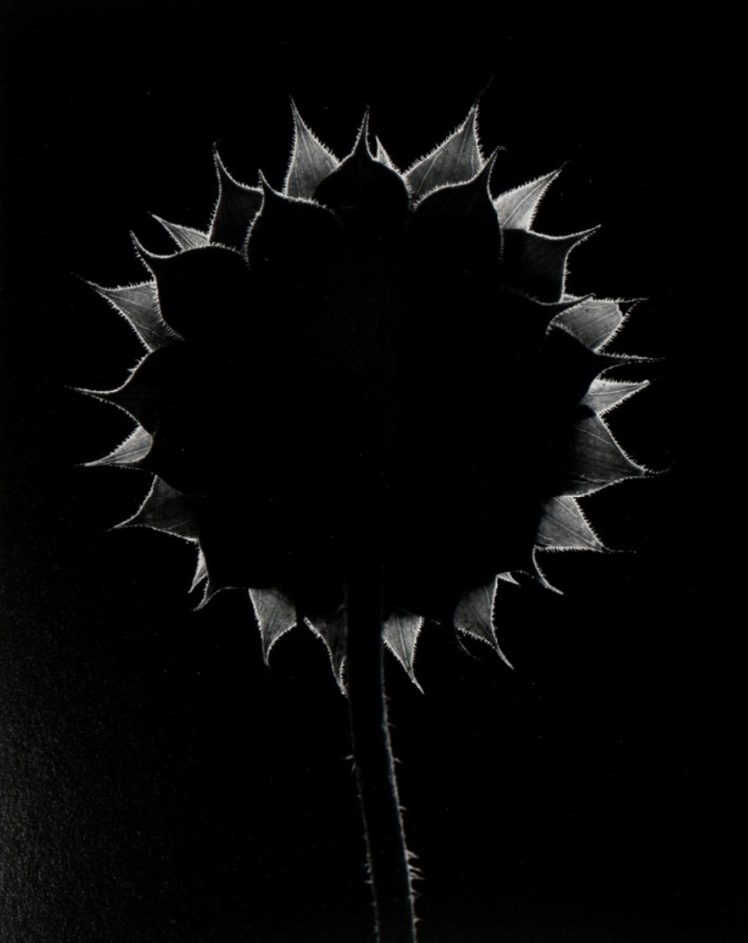 Paul Caponigro, Sunflower, 1985, Catherine Couturier Gallery