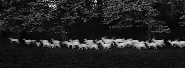 Paul Caponigro, Running White Deer, Catherine Couturier Gallery 