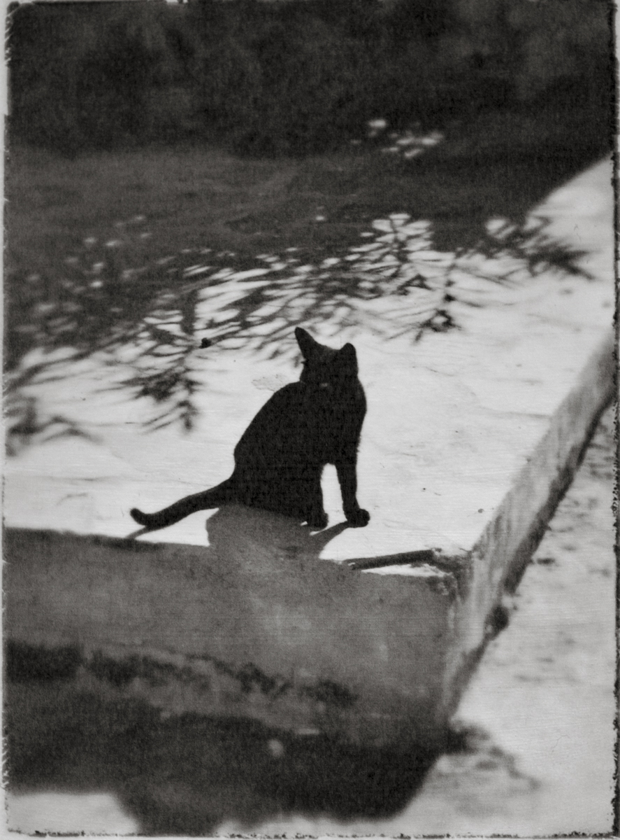 Wendi Schneider, Black Cat, 2003, Catherine Couturier Gallery