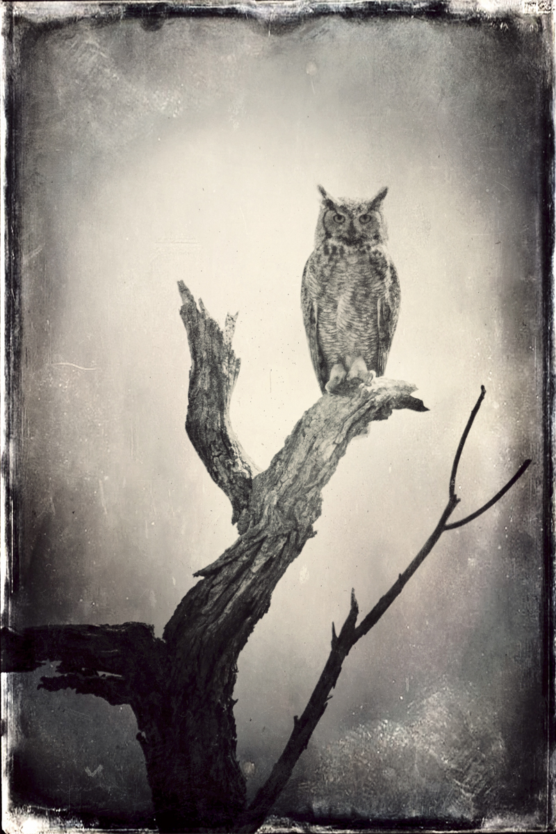 Wendi Schneider, Full Moon Owl, 2015, Catherine Couturier Gallery