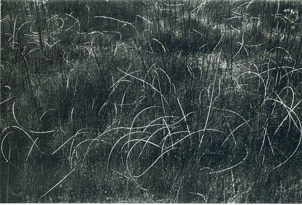 Harry Callahan, Grasses, Wisconsin, 1958, Catherine Couturier Gallery